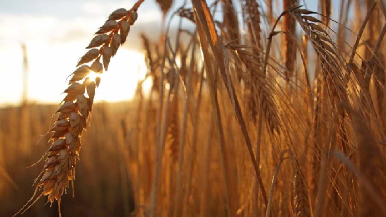 La cebada contiene fósforo y cobre, que ayudan a previenen la osteoporosis. Foto: Getty Images.