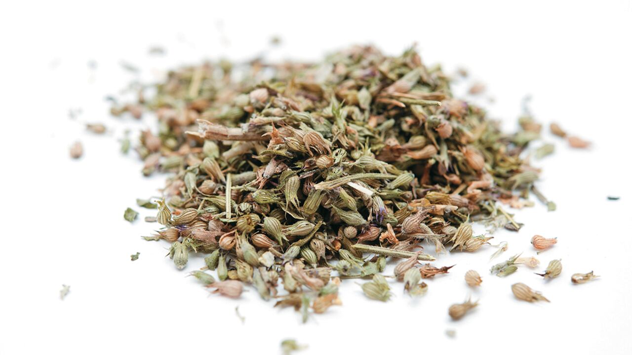 El catnip concentra en sus semillas y hojas aceites que estimulan a los gatos, durante periodos que oscilan entre cinco y diez minutos.