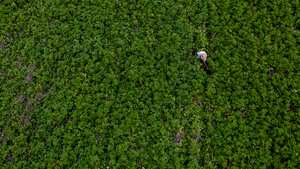 Agricultor latinoamericano trabajando en el campo cultivando patatas - conceptos agrícolas.