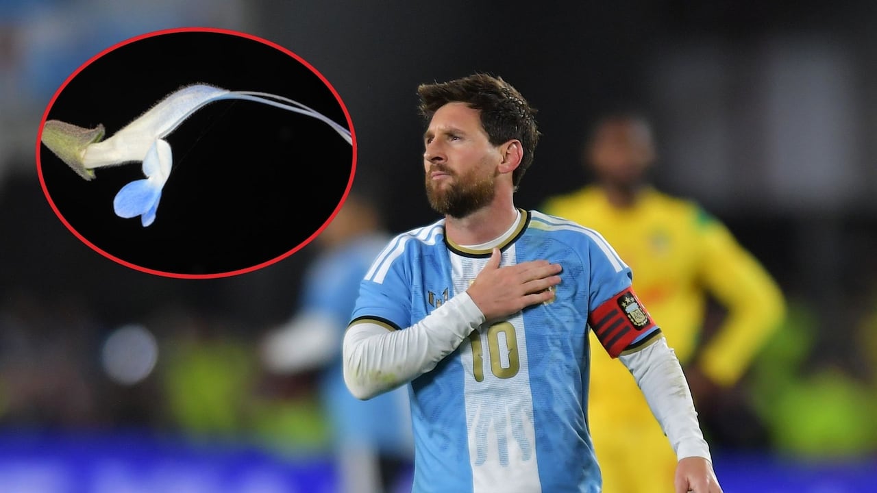 Salvia messii recibió ese nombre en honor al jugador de fútbol argentino Lionel Messi.