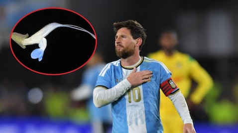 Salvia messii recibió ese nombre en honor al jugador de fútbol argentino Lionel Messi.