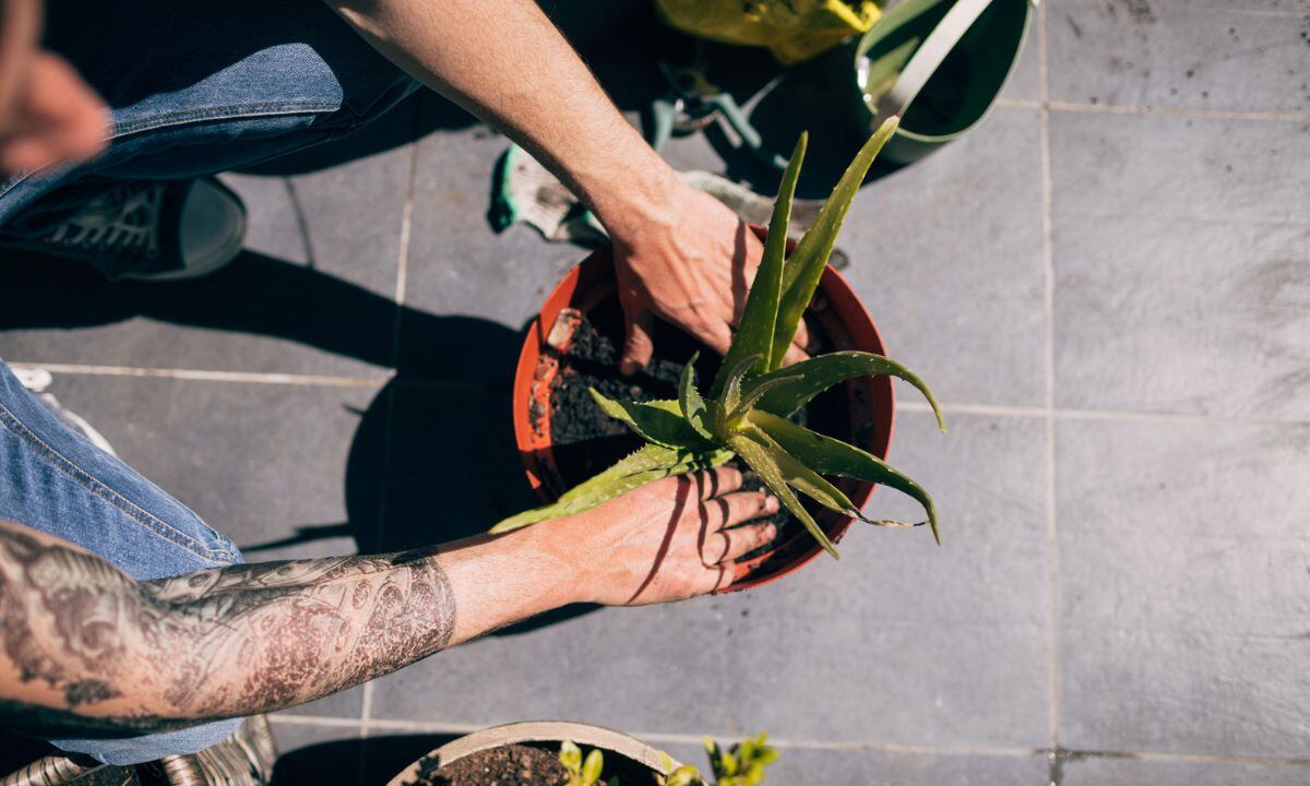 Así se debe sembrar el aloe vera en maceta.