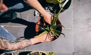 Así se debe sembrar el aloe vera en maceta.