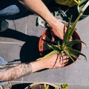 Así se debe sembrar el aloe vera en maceta.