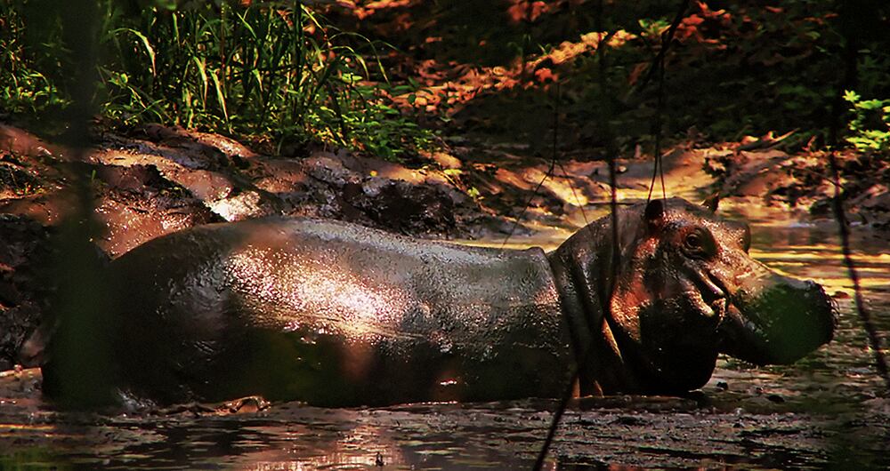 La película propone un viaje poco convencional desde África hasta el Magdalena Medio y le da voz a una de estas bestias mientras narra su camino y su desarraigo.  