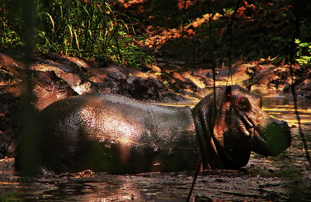 La película propone un viaje poco convencional desde África hasta el Magdalena Medio y le da voz a una de estas bestias mientras narra su camino y su desarraigo.  