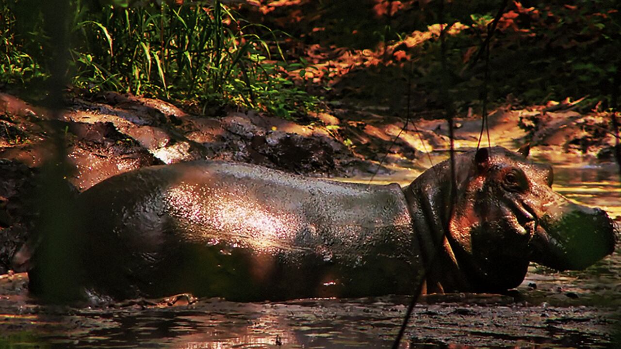 La película propone un viaje poco convencional desde África hasta el Magdalena Medio y le da voz a una de estas bestias mientras narra su camino y su desarraigo.