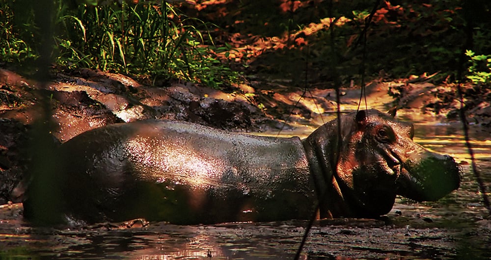 La película propone un viaje poco convencional desde África hasta el Magdalena Medio y le da voz a una de estas bestias mientras narra su camino y su desarraigo.  