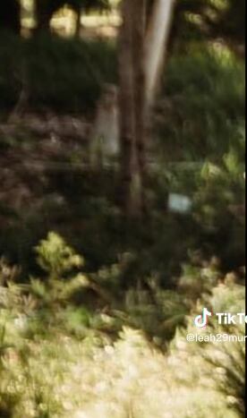 Una extraña silueta se ve junto a los árboles.