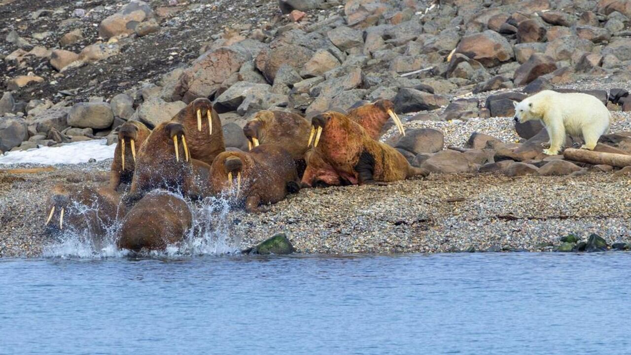 Los osos polares están cazando morsas en la costa de Svalbard.