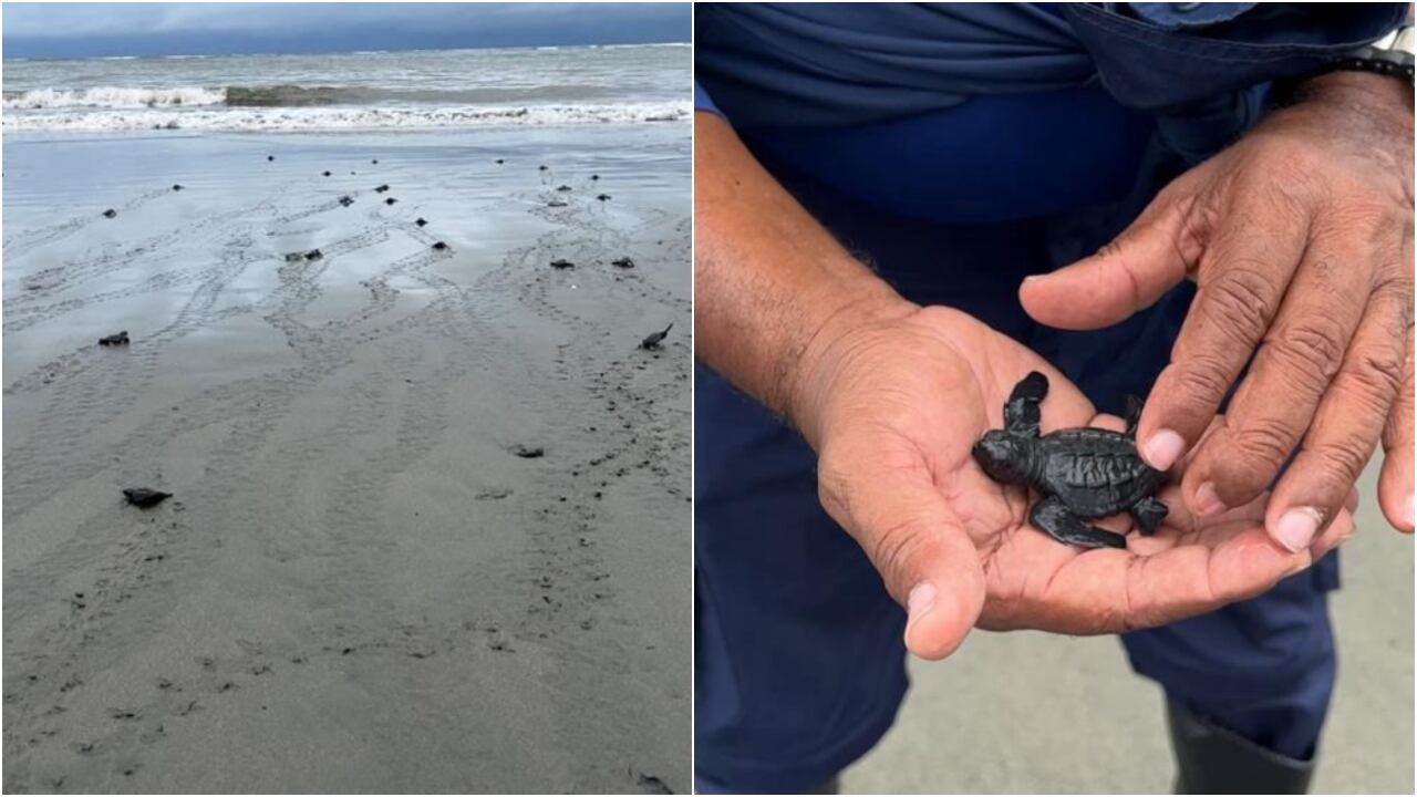 Liberan a 500 tortugas marinas en el Pacífico colombiano que se enfrentaban a la casa indiscriminada