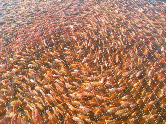 El Instituto Colombiano Agropecuario, (ICA), declaró la emergencia sanitaria