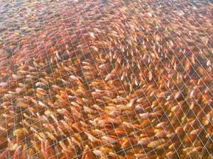 Enfermedad bacteriana aniquila a decenas de miles de peces