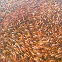 Enfermedad bacteriana aniquila a decenas de miles de peces
