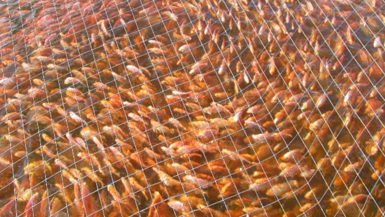 Enfermedad bacteriana aniquila a decenas de miles de peces