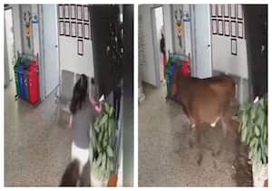 Novillo embiste a mujer en Antioquia