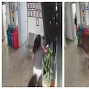 Novillo embiste a mujer en Antioquia