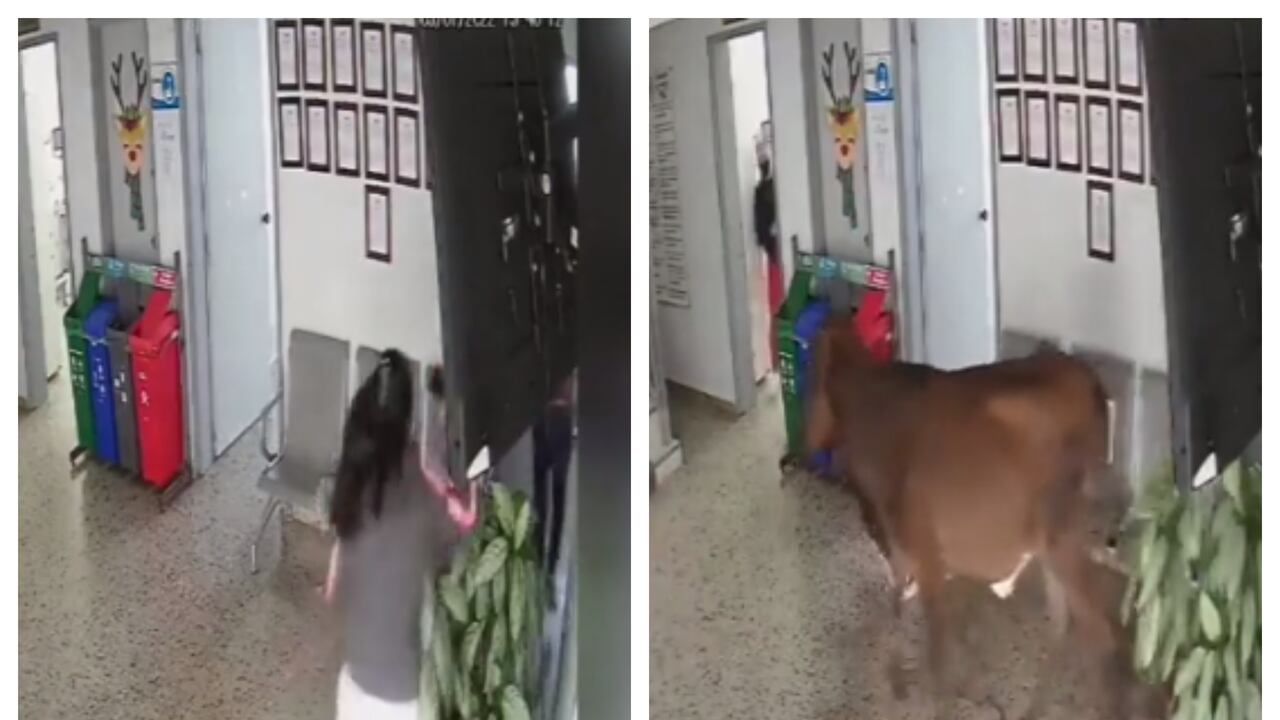 El novillo llegó hasta la recepción del Hospital San Joaquín y embistió a una mujer.