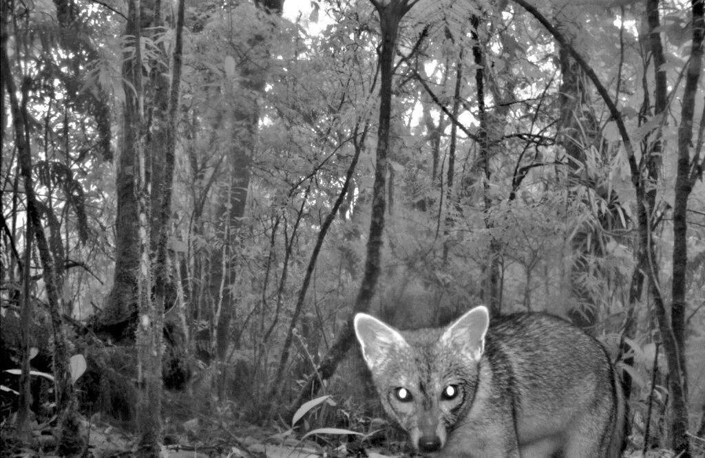 Registro de especies en Parque Tatamá