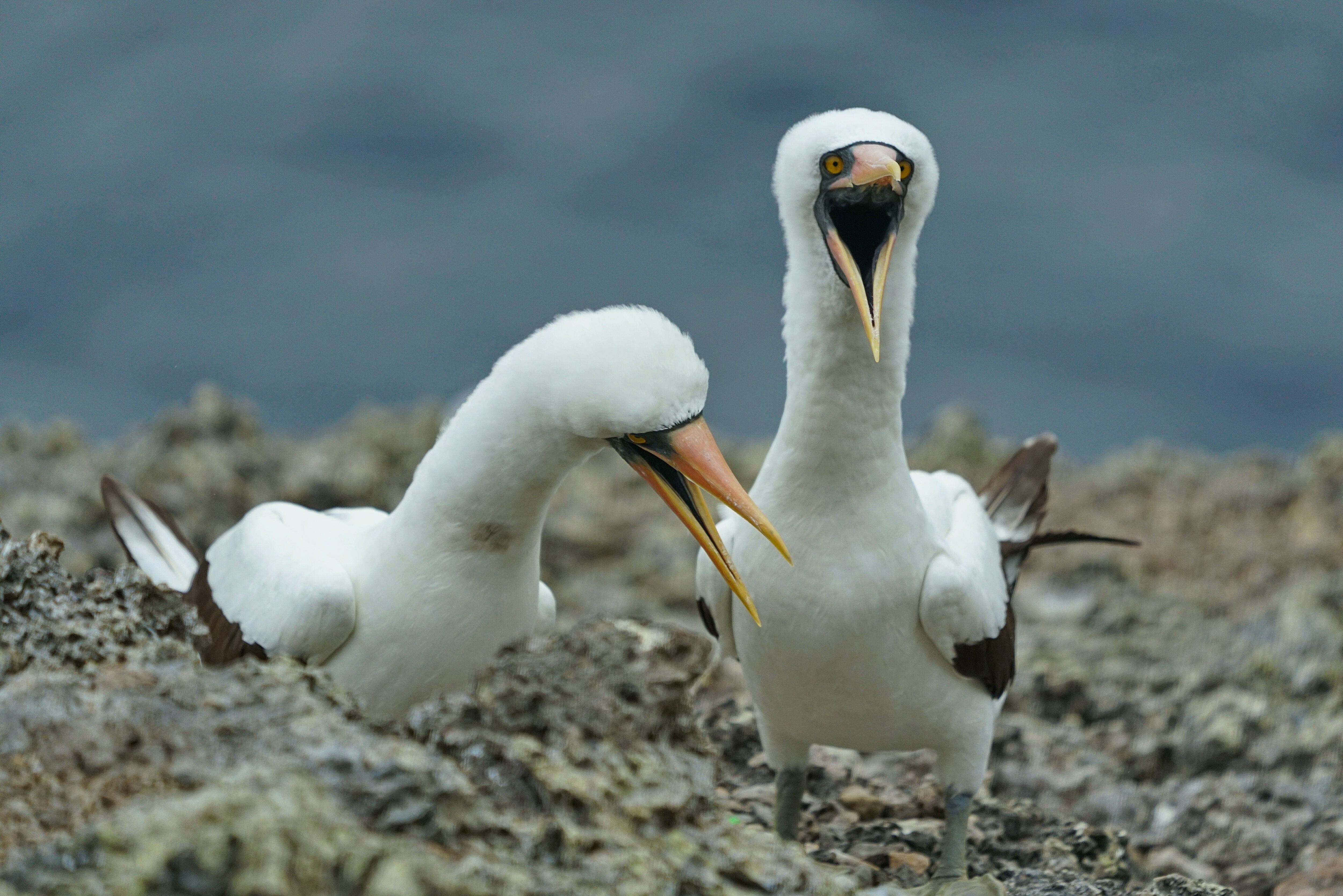 La isla de Malpelo está ubicada en el Océano Pacífico oriental tropical, aproximadamente a 500 kilómetros al oeste del puerto de Buenaventura. En la división político administrativa, pertenece al municipio Buenaventura, Valle del Cauca. El Santuario de Fauna y Flora Malpelo está bajo la administración del Sistema de Parques Nacionales Naturales de Colombia desde 1995, cuenta con sede administrativa en la ciudad de Santiago de Cali y sede operativa en el Distrito de Buenaventura y es Patrimonio Natural de la Humanidad por la UNESCO. Foto Jorge Orozco / El País.