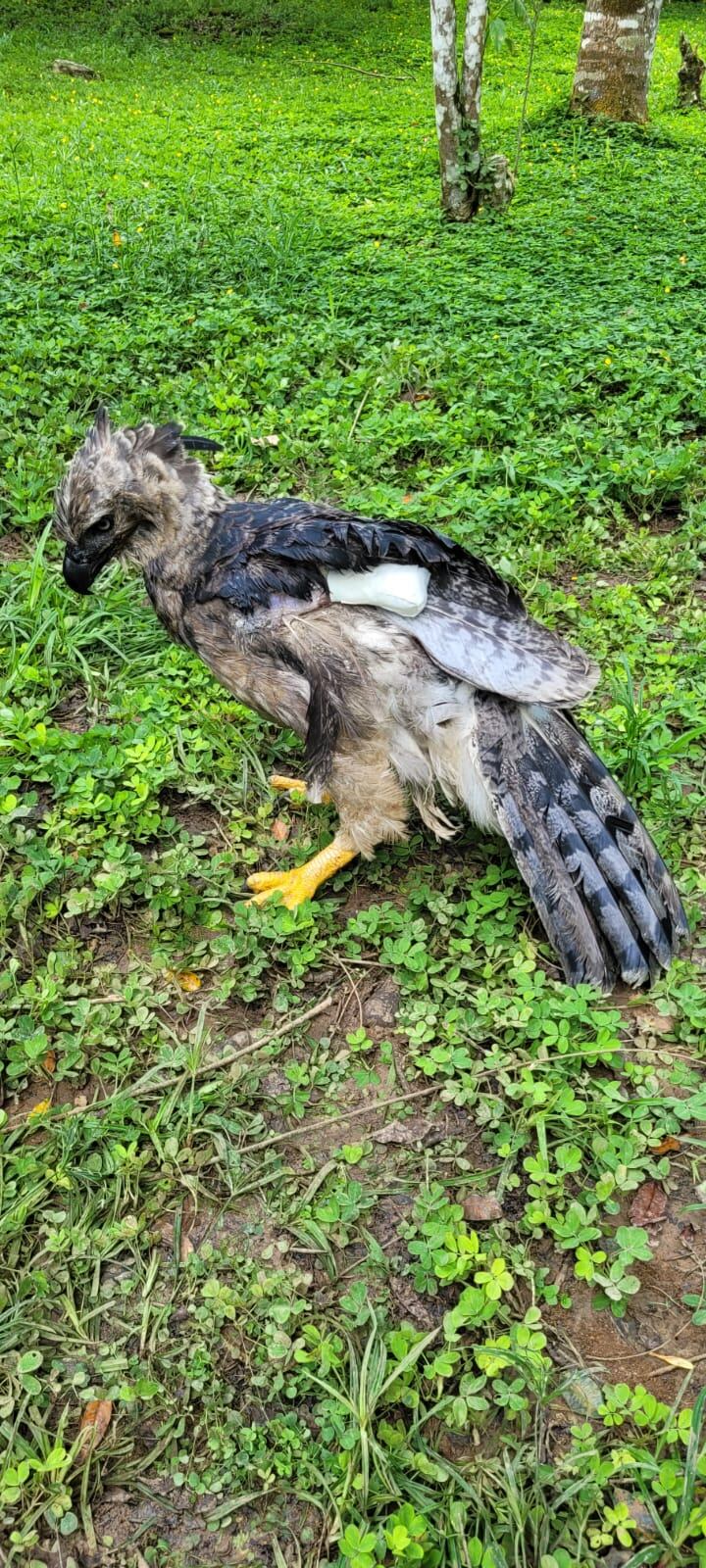 Aguila Harpía, habita en bosques lluviosos