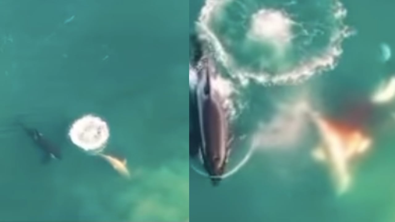 Ataque a un tiburón blanco