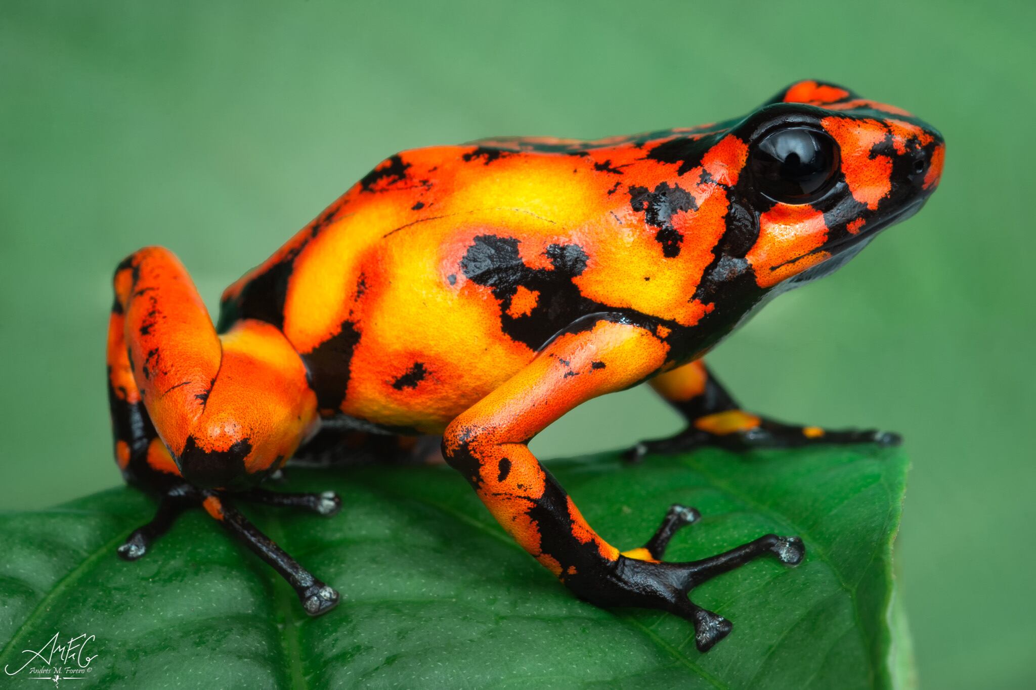 Rana kiki o morfo Guangüí (Oophaga sylvatica). Tomada en Timbiquí, Cauca.