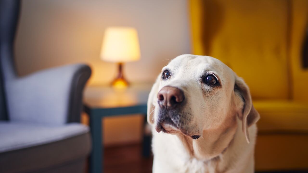 Domestic life with dog. Portrait of cute senior labrador retriver at home.