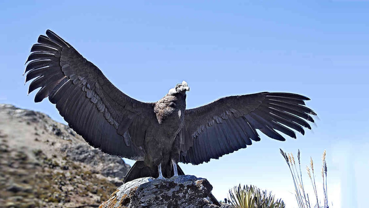 Foto: Archivo SEMANA