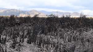 Incendio forestal. Imagen de archivo.
