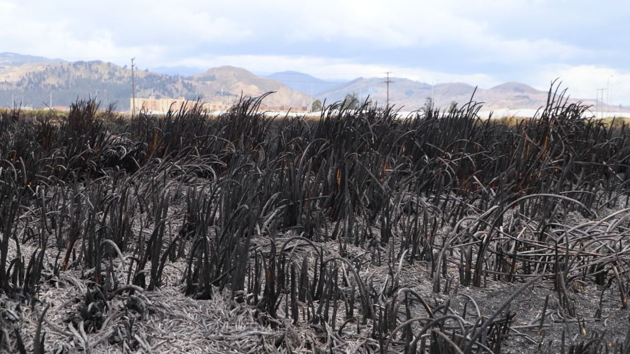 Distrito lanzó alerta para prevenir incendios forestales: ya van 11 en 2022