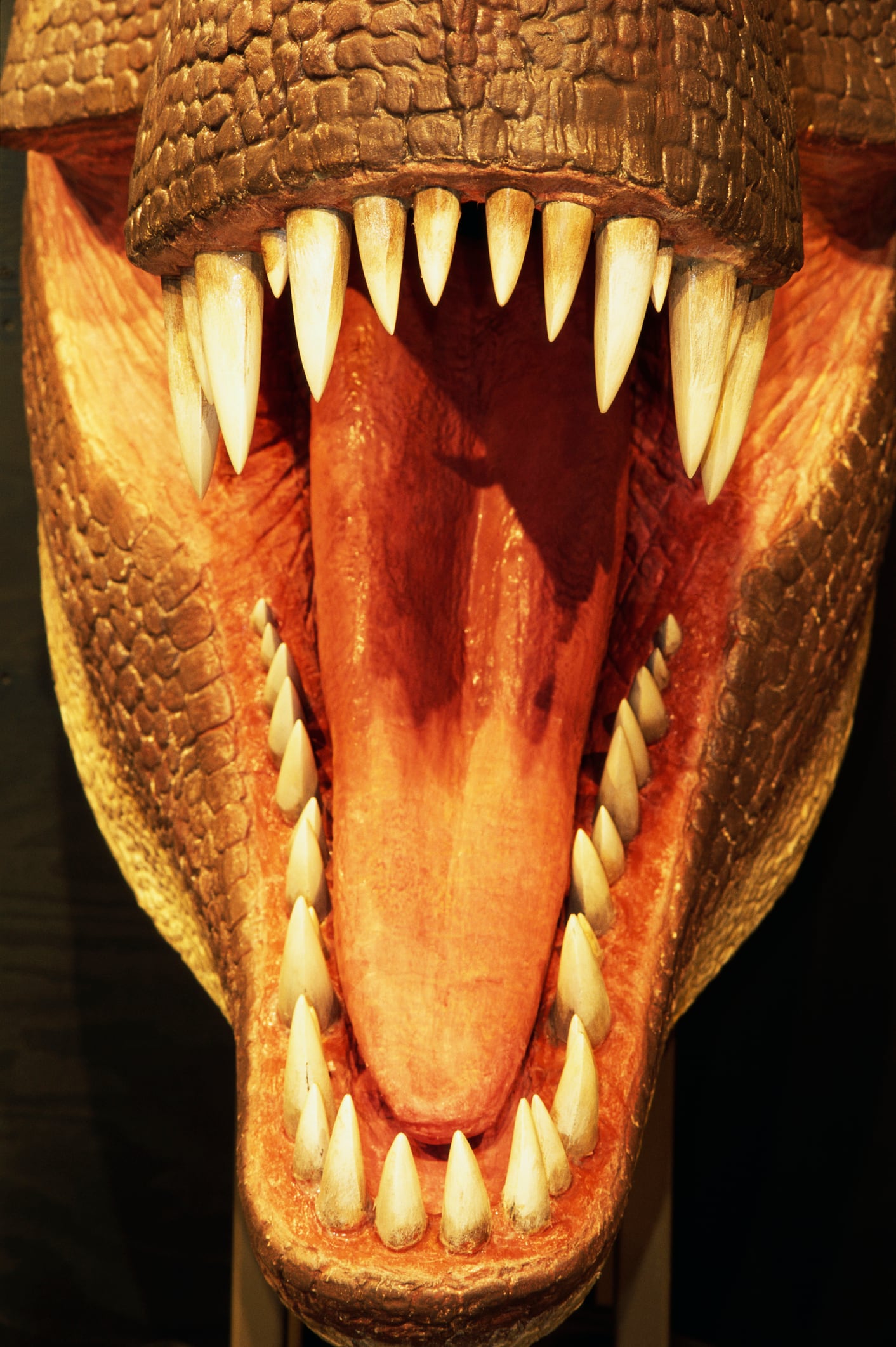 Así se pensaba era la boca y dientes de T-Rex