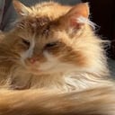 Luto por Toby: murió el gato que caminó 20 kilómetros para reencontrarse con su familia y luego fue rechazado