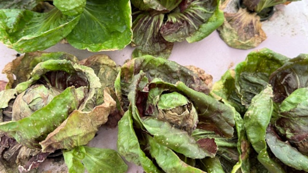 Las verduras se deben lavar correctamente.