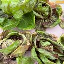 Las verduras se deben lavar correctamente.