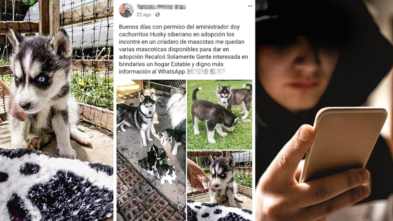 Si va a adoptar un animal, verifique que los anuncios sean reales o contacte fundaciones conocidas que trabajan por el bienestar animal en diferentes regiones del país.