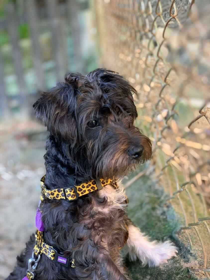 Azul, es una perrita Schnauzer de 1 año y medio de edad que se robaron en el barrio Laureles de Medellín