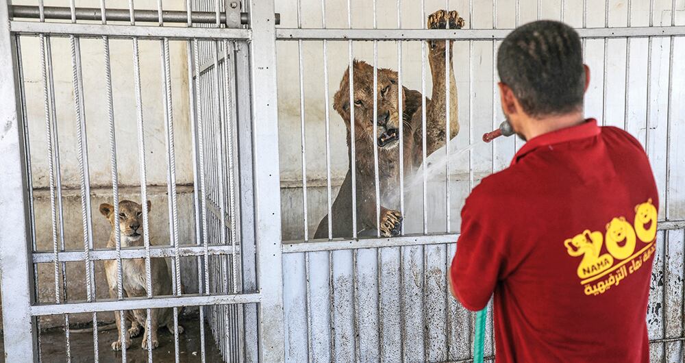 Los zoológicos no han sigo ajenos a la ola de calor, por lo que los funcionarios tienen que tomar medidas para cuidar a los animales.