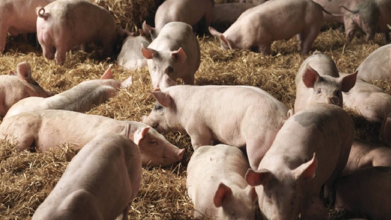 Según el dueño, el cerdo pesó aproximadamente 350 gramos.