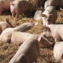 Según el dueño, el cerdo pesó aproximadamente 350 gramos.