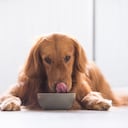 Golden Retriever eating