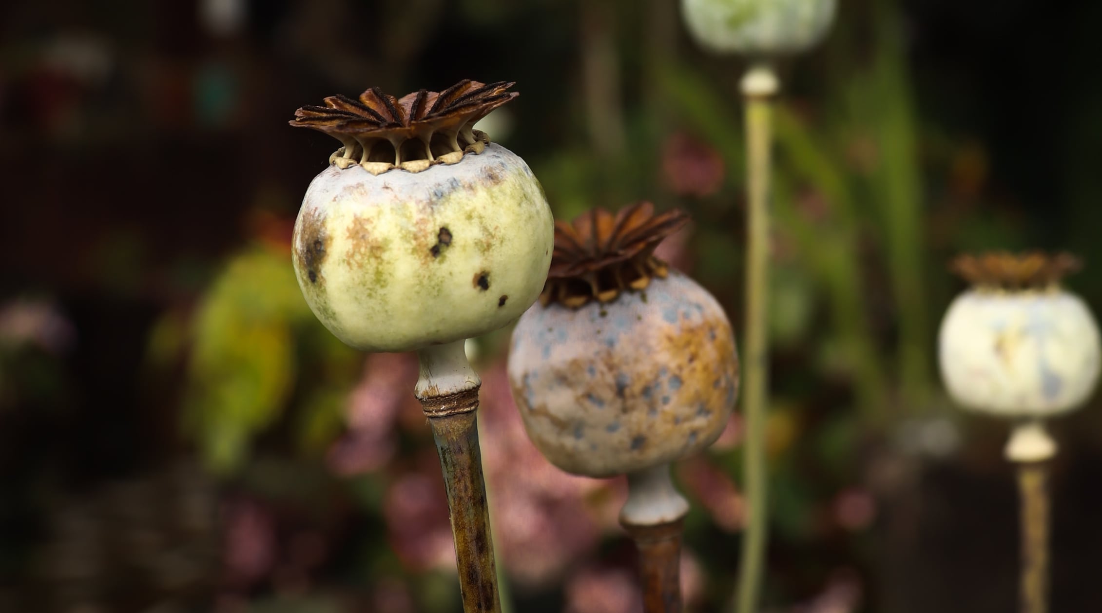 Cultivo de amapolas blancas en zona rural del Valle del Cauca.