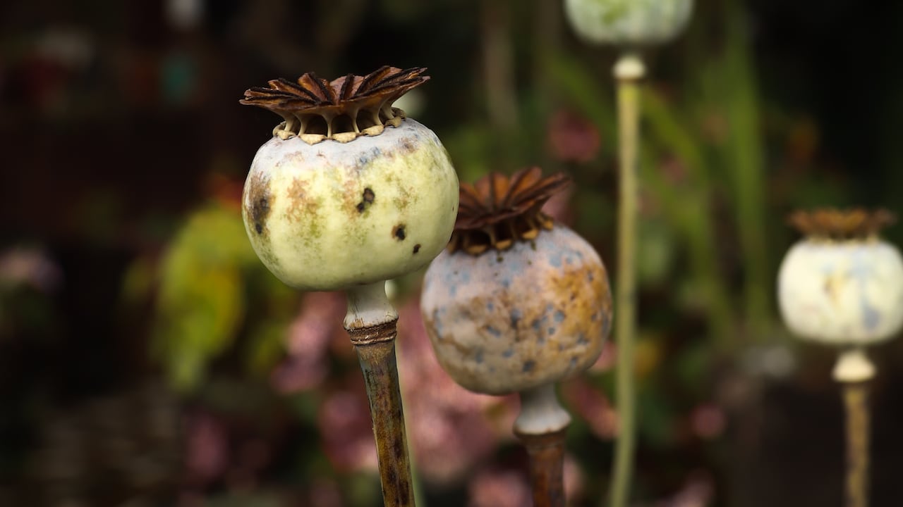 Cultivo de amapolas blancas en zona rural del Valle del Cauca.