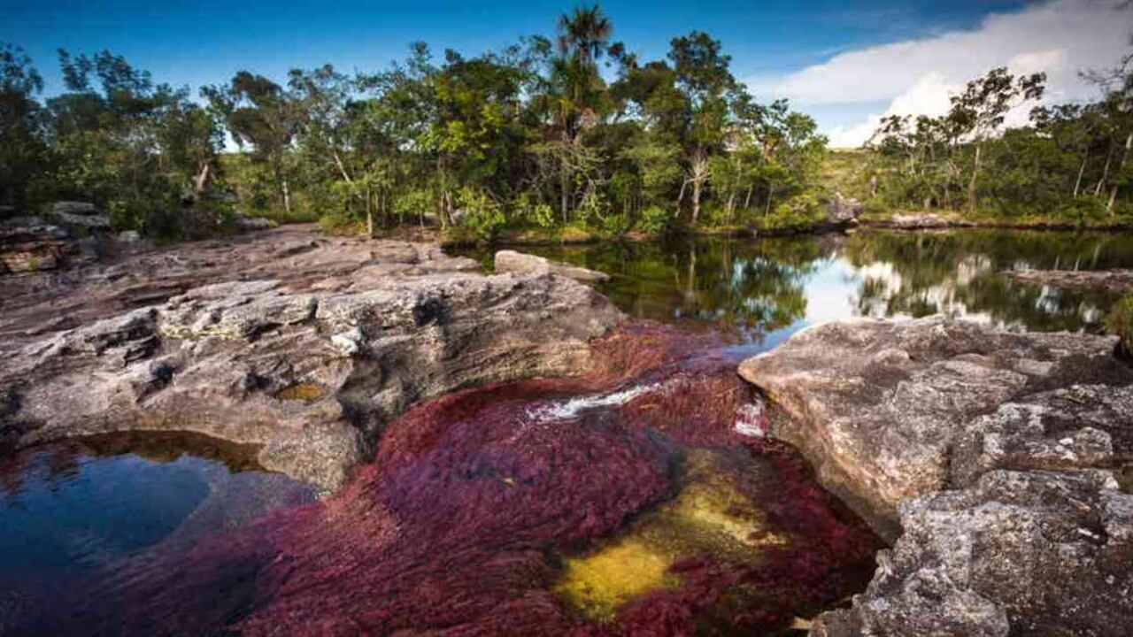 Caño Cristales no supera en su parte más ancha los 20 metros y su longitud no es mayor a los 100 kilómetros. Foto: archivo/Semana.