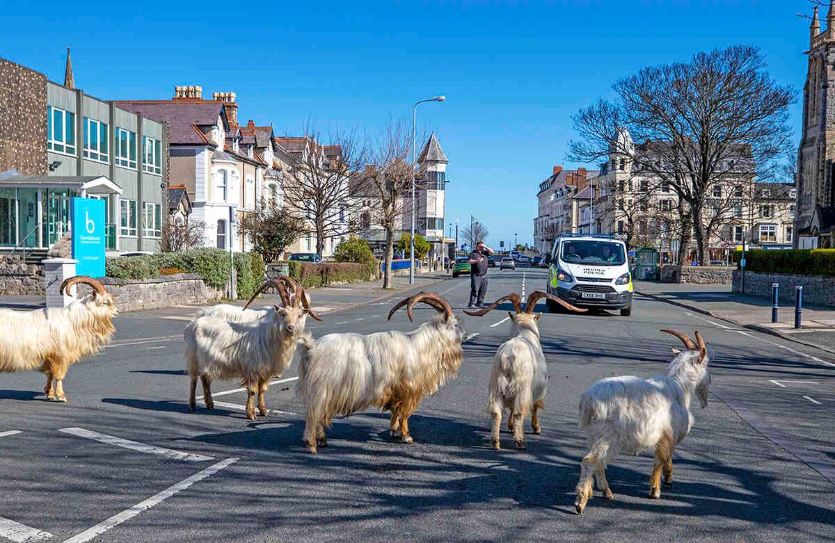 Los animales de todo el mundo siguen aprovechando la cuarentena para tomarse las calles. Así lo hicieronestas cabras en Llandudno, norte de Gales, este 31 de marzo. Allí también rige el confinamiento por coronavirus. Foto: Pete Byrne / PA a través de AP.