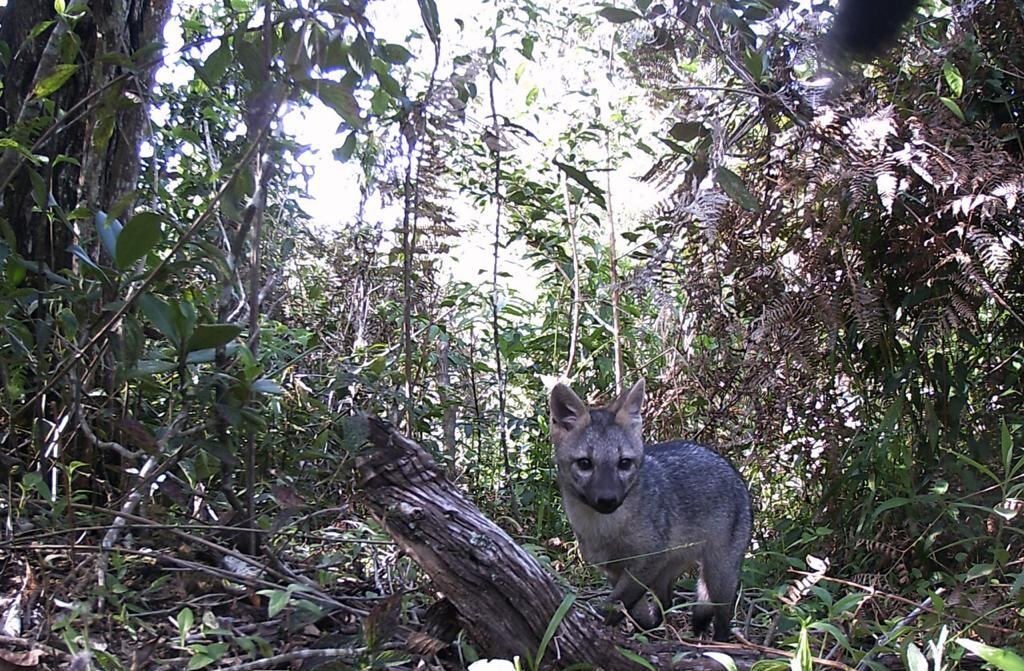 Zorros envenenados en Antioquia