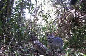 Los zorros habitan el la Reserva Natural de la Sociedad Civil "Libertad". Este ejemplar fue captado con cámaras trampa.