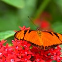 Dione juno. Es conocida como una de las mariposas de la pasión porque se alimentan del maracuyá. Suelen encontrarse desde los 200 hasta los 2.000 metros de altura en zonas intervenidas, bordes de bosque y áreas abiertas. Jardín Botánico del Quindío