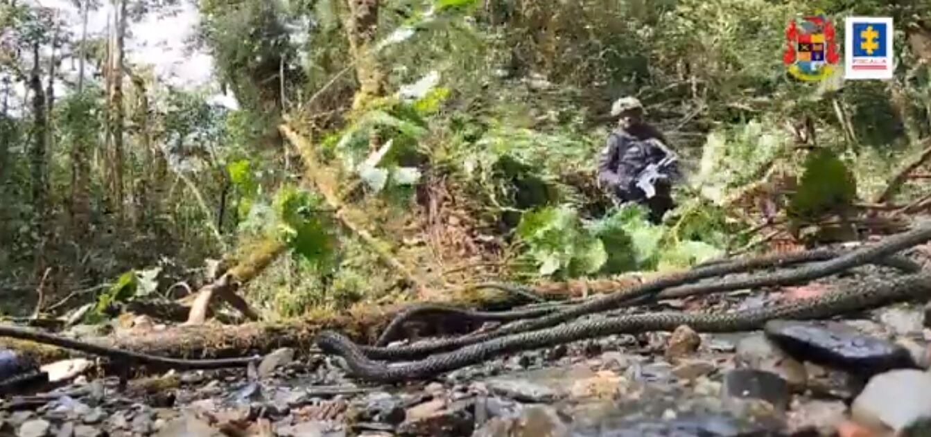 Destruyen laboratorio para el procesamiento de cocaína de la compañía Jaime Toño Obando del ELN en Nariño.