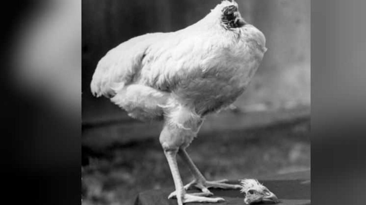 Mike se hizo famoso y salió de gira por Estados Unidos.